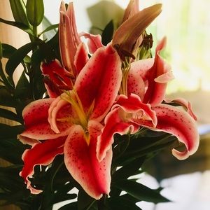 Meet your Posher, Donna